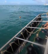 Watching Sharks from Cage