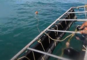 Watching Sharks from Cage