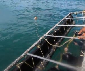 Watching Sharks from Cage