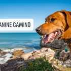 Overberg Mountain Hike - Canine Camino - Xplorio™ Hermanus