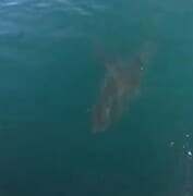 Shark on surface of the water