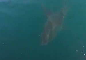 Shark on surface of the water