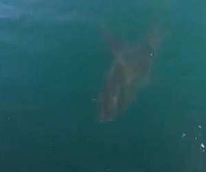 Shark on surface of the water
