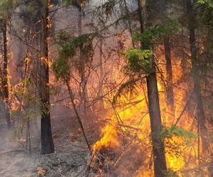 FIRE SEASON IS COMING - Get Ready