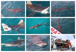 Daily Blog: 15 November 2023 | Shark Cage Diving in South Africa