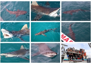 Daily Blog: 15 November 2023 | Shark Cage Diving in South Africa