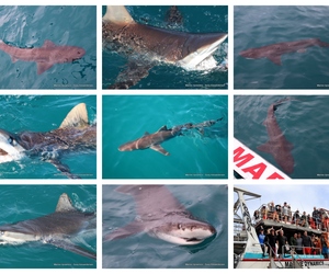 Daily Blog: 15 November 2023 | Shark Cage Diving in South Africa