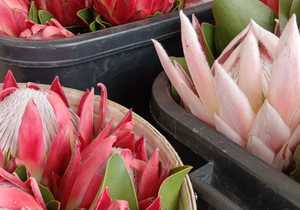 Proteas: R30 per stem
