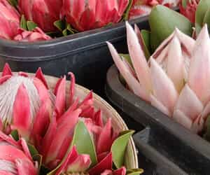 Proteas: R30 per stem