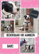 Up For Adoption: Saskia