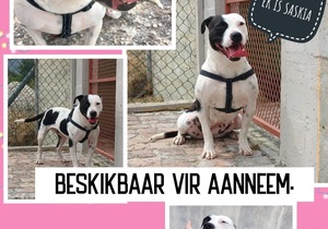 Up For Adoption: Saskia