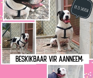 Up For Adoption: Saskia