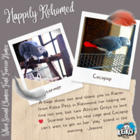 Happily Rehomed - Keiko Pets - Pet Shop - Xplorio™ Kleinmond