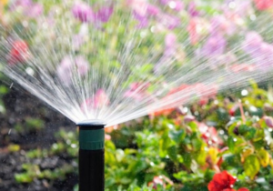 Goldilocks Gardening: The Perfect Solution with Eco-Flo Irrigation!
