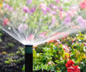 Goldilocks Gardening: The Perfect Solution with Eco-Flo Irrigation!