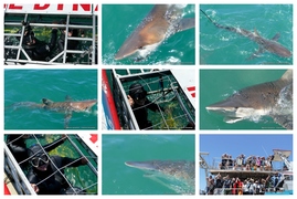 Daily Blog: 23 November 2023 | Shark Cage Diving in South Africa