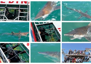 Daily Blog: 23 November 2023 | Shark Cage Diving in South Africa