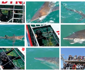 Daily Blog: 23 November 2023 | Shark Cage Diving in South Africa
