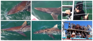 Daily Blog: 27 November 2023 | Shark Cage Diving in South Africa