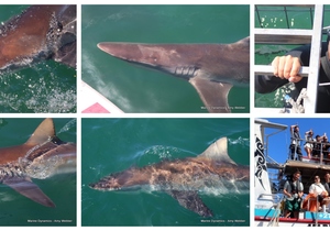 Daily Blog: 27 November 2023 | Shark Cage Diving in South Africa