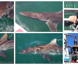 Daily Blog: 27 November 2023 | Shark Cage Diving in South Africa