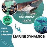Dive into Adventure with Marine Dynamics Shark Tours!