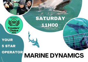 Dive into Adventure with Marine Dynamics Shark Tours!