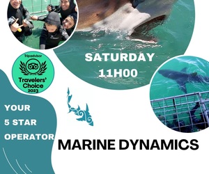 Dive into Adventure with Marine Dynamics Shark Tours!