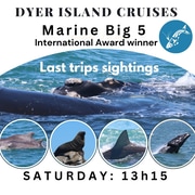Embark on a Marine Adventure with Dyer Island Cruises!