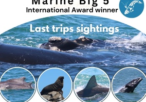 Embark on a Marine Adventure with Dyer Island Cruises!