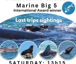 Embark on a Marine Adventure with Dyer Island Cruises!