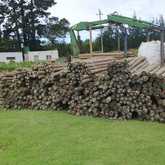 Poles - Fynbos Pole Depot Hermanus - Xplorio™ Hermanus