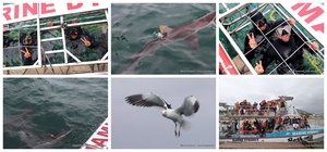 Daily Blog: 05 December 2023 | Shark Cage Diving in South Africa