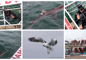 Daily Blog: 05 December 2023 | Shark Cage Diving in South Africa