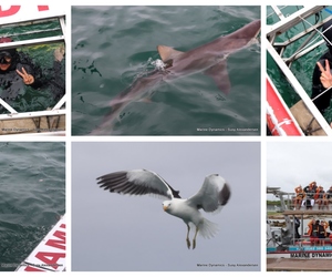 Daily Blog: 05 December 2023 | Shark Cage Diving in South Africa
