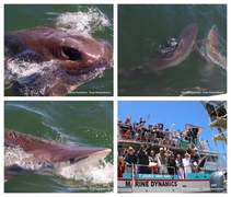 Daily Blog: 11 December 2023 | Shark Cage Diving in South Africa