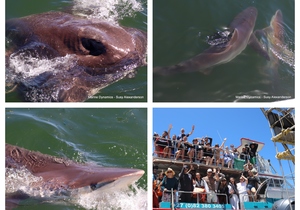 Daily Blog: 11 December 2023 | Shark Cage Diving in South Africa