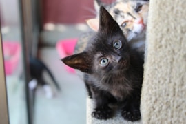 Find Your Furry Friend at BARC Animal Welfare!