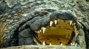 The Great White Shark vs. The Nile Crocodile