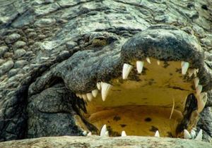 The Great White Shark vs. The Nile Crocodile