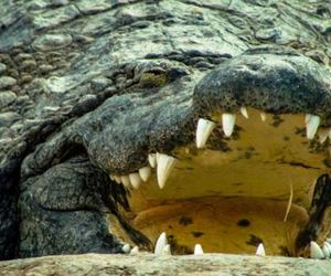 The Great White Shark vs. The Nile Crocodile