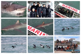 Daily Blog: Shark Cage Diving in South Africa