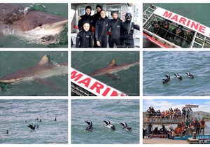 Daily Blog: Shark Cage Diving in South Africa