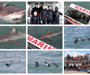 Daily Blog: Shark Cage Diving in South Africa
