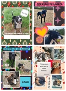 Your Next Best Friend Awaits at BARC!