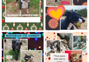 Your Next Best Friend Awaits at BARC!