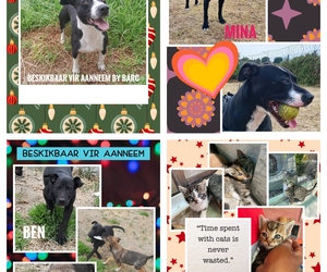 Your Next Best Friend Awaits at BARC!