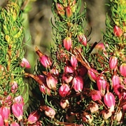 Lomond Wine Estate: Pioneers in Conservation and Preservation