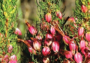 Lomond Wine Estate: Pioneers in Conservation and Preservation