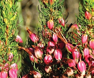 Lomond Wine Estate: Pioneers in Conservation and Preservation